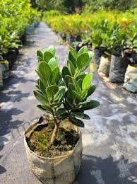 চায়না বট